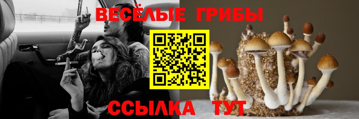 где найти наркотики  Жигулёвск  Псилоцибиновые грибы Cubensis 